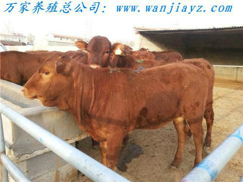 供应小牛犊价格肉牛犊价格鲁西黄牛犊价格热销中