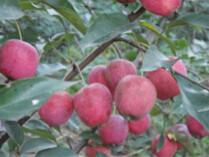 供應(yīng)吉林雞心果苗、內(nèi)蒙雞心果樹苗、黑龍江龍豐果樹苗