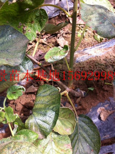 供應蒼溪紅陽獼猴桃嫁接苗