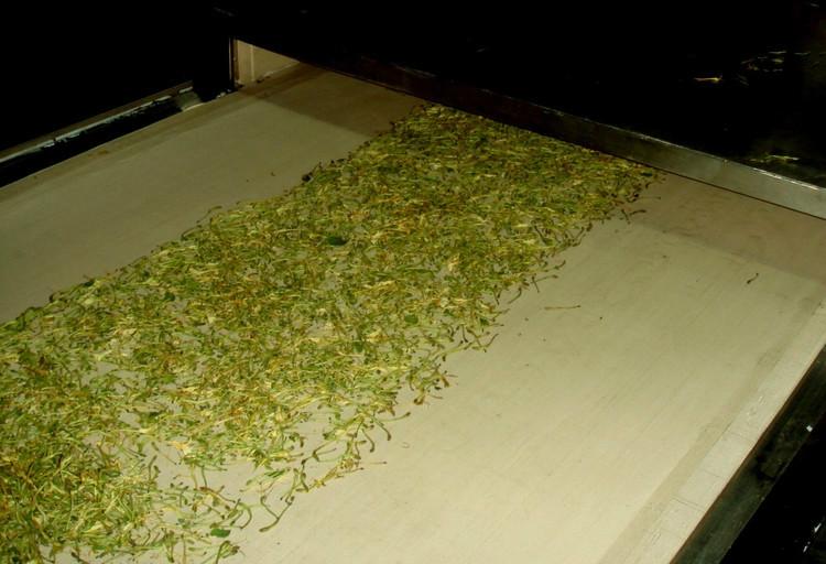 金銀花殺青圖片/金銀花殺青樣板圖 (2)