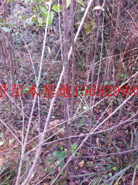 紅燈櫻桃苗圖片/紅燈櫻桃苗樣板圖 (2)