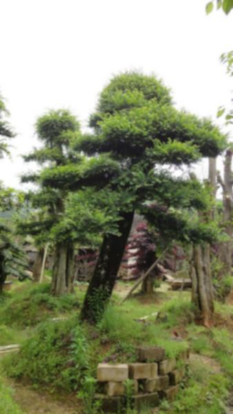 供應榆樹造型,湖南榆樹造型,榆樹造型價格