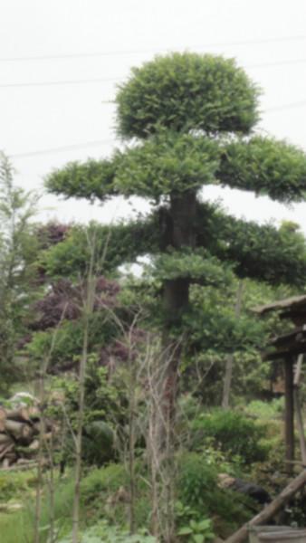 供應(yīng)移植造型榆樹