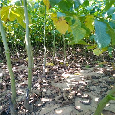 河北核桃苗圖片