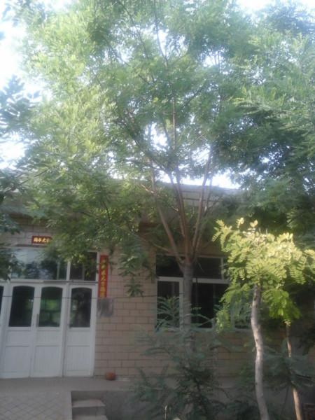 供應國槐，國槐價格，國槐廠家，國槐基地