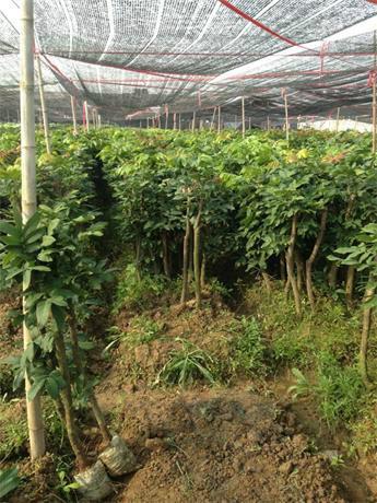 供應泉州果樹苗泉州哪里有果樹苗泉州果樹苗培育基地