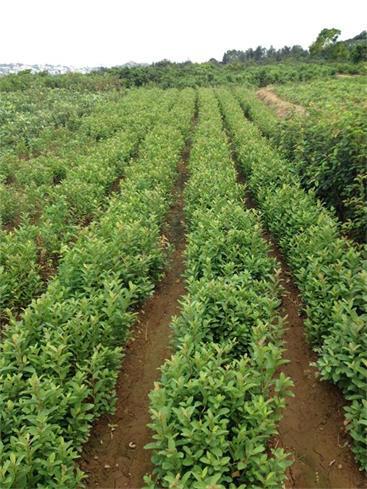 泉州*果樹(shù)苗培育基地泉州哪里買(mǎi)果樹(shù)苗泉州哪里有賣(mài)果樹(shù)苗