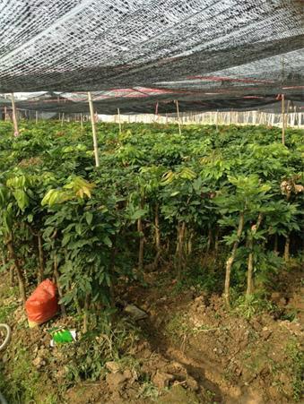 泉州*果樹(shù)苗培育基地泉州哪里買(mǎi)果樹(shù)苗泉州哪里有賣(mài)果樹(shù)苗