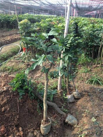 供應泉州果樹苗泉州哪里有果樹苗泉州果樹苗培育基地