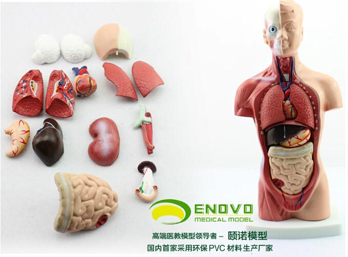 供應(yīng)26CM 軀干模型人體系統(tǒng)解剖器官模型