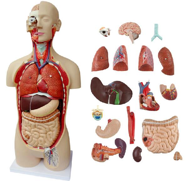 18部件85CM無性軀干圖片
