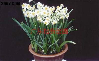 供應(yīng)水仙花哪里有賣-水仙花怎么賣-水仙花多少錢一盆