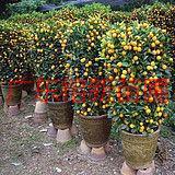 供應(yīng)哪里有賣好吃的桔子-廣東哪里有賣桔子-大量批發(fā)桔子。