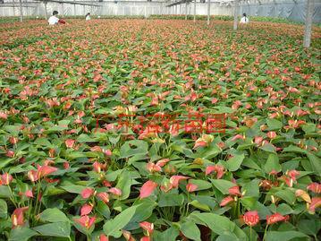供應(yīng)紅掌供應(yīng)商-紅掌批發(fā)商-紅掌批發(fā)基地