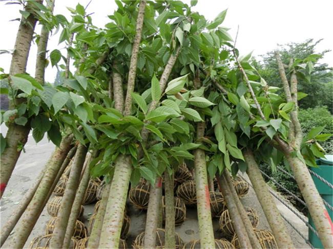 供應(yīng)落日園林櫻花 櫻花批發(fā) 成都櫻花基地