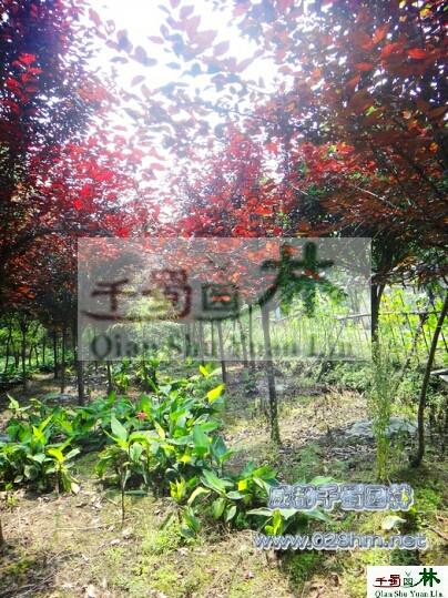 供應(yīng)紅葉李。高桿高分枝紅葉李，紅葉李價格