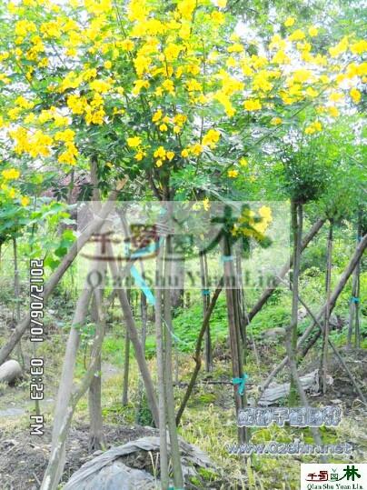 供應(yīng)黃花槐，*黃花槐產(chǎn)地