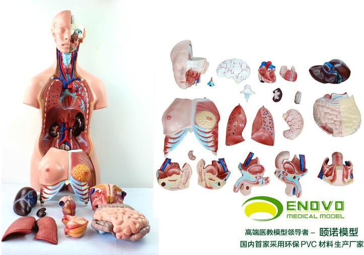 供應(yīng)ENOVO正品 85CM軀干系統(tǒng)模型 人體解剖學(xué)模型