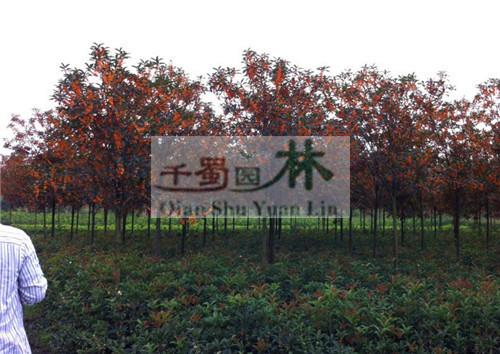 供應丹桂，高桿高分枝丹桂，丹桂價格，*丹價格