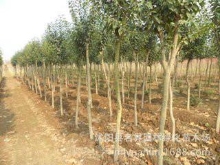 供應(yīng)大葉女貞育苗，大量批發(fā)大葉女貞育苗，大葉女貞育苗報(bào)價(jià)