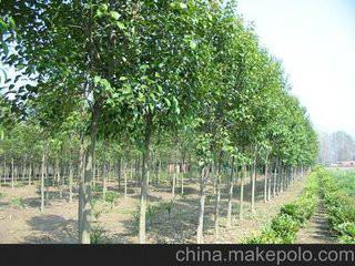 供應(yīng)大葉女貞的*相關(guān)消息