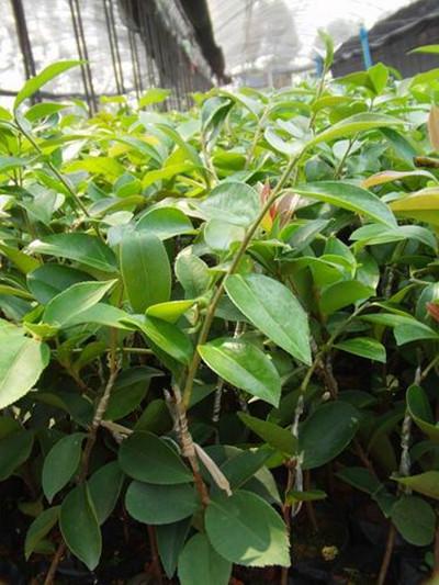 供應(yīng)廣西豐產(chǎn)型高油軟枝油茶嫁接苗