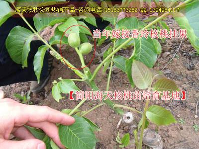 薄殼核桃苗，優(yōu)質(zhì)薄殼核桃苗，廣安核桃苗新品種，遂寧核桃苗供應(yīng)