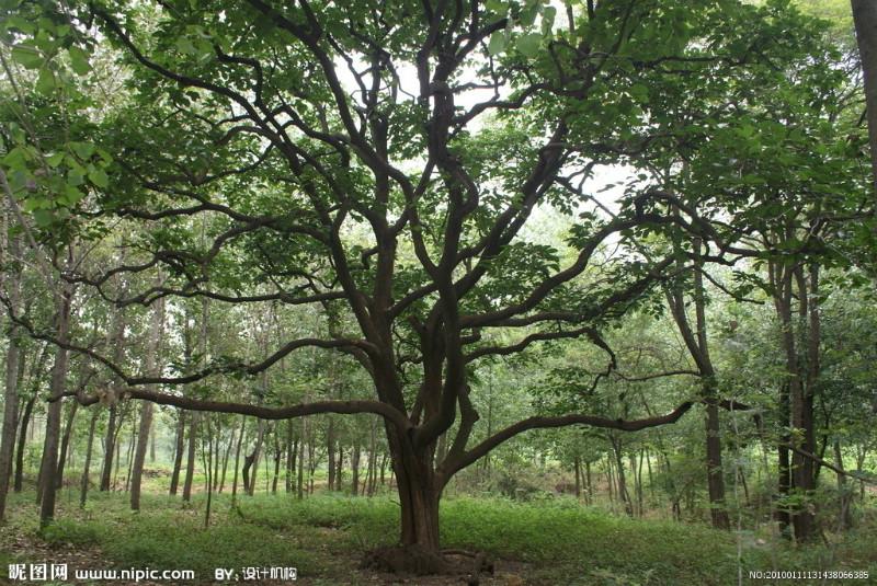 柿子圖片/柿子樣板圖 (3)