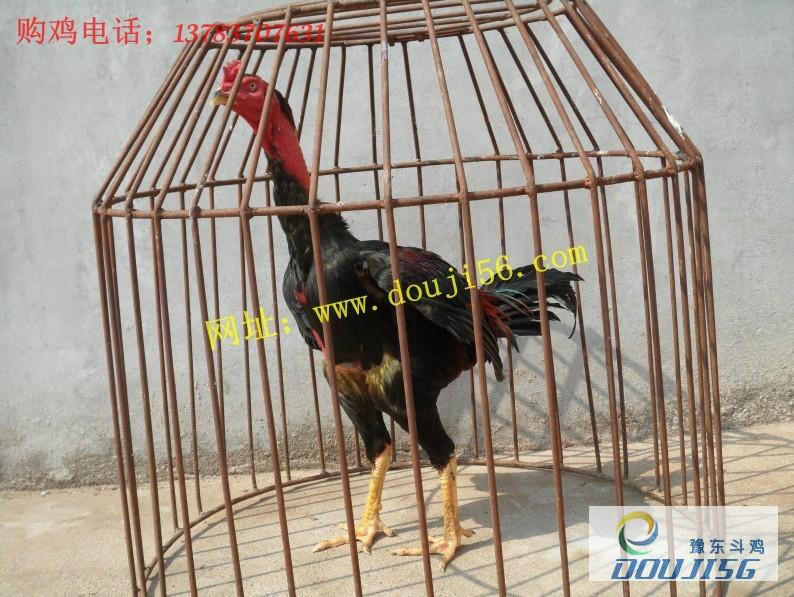供應(yīng)斗雞幼苗 斗雞苗*惠  全國(guó)銷(xiāo)售批發(fā) 斗雞養(yǎng)殖基地
