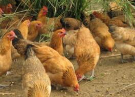 供應(yīng)土雞苗