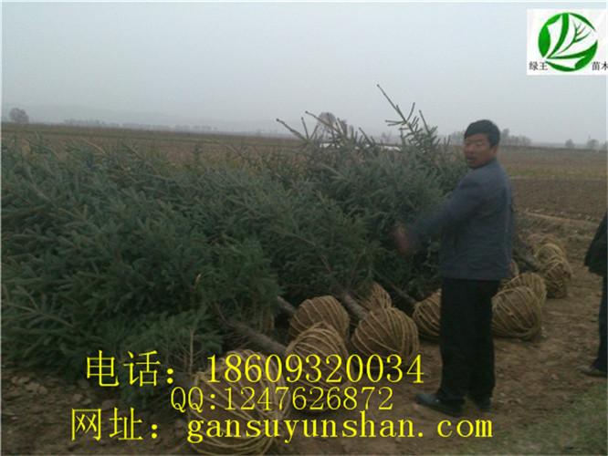 甘肅云杉定西云杉供應