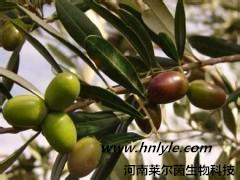 供应 橄榄苦甙河南 植物提取物 供应商 报价