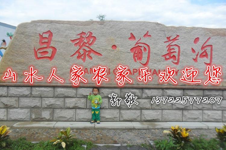 昌黎葡萄圖片/昌黎葡萄樣板圖 (3)