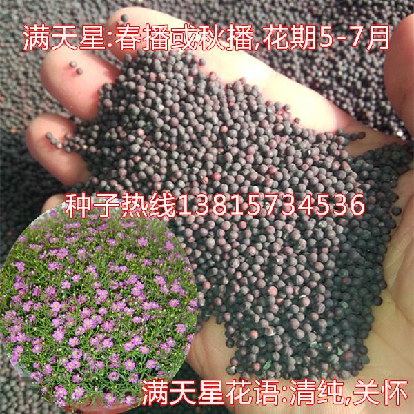 供应满天星种子/阳台盆栽花卉种子/50克起售花种子/粉色满天星花籽图片