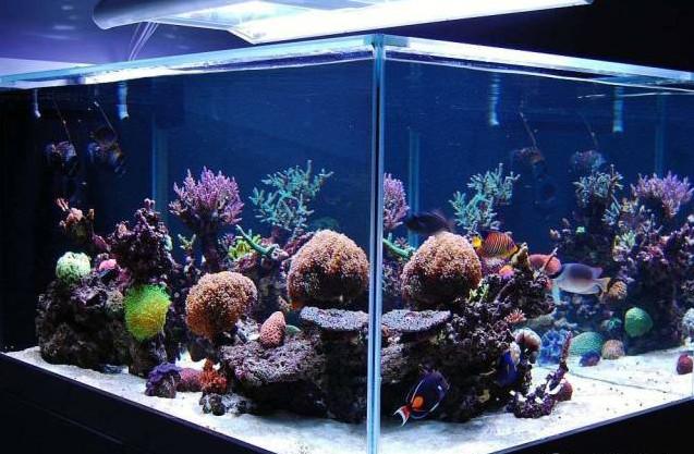 供應大型海水觀賞魚缸海水魚缸造景設計