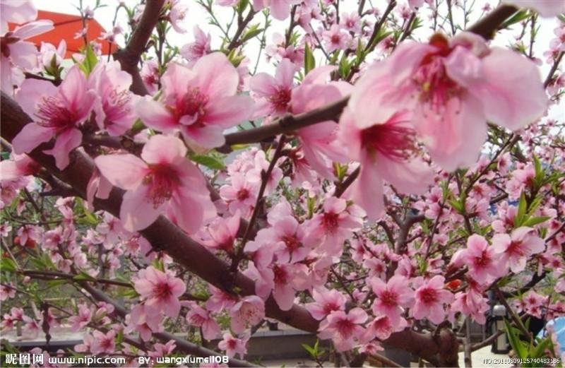 供應(yīng)踏青賞花--昌黎葡萄溝山水人家農(nóng)家院