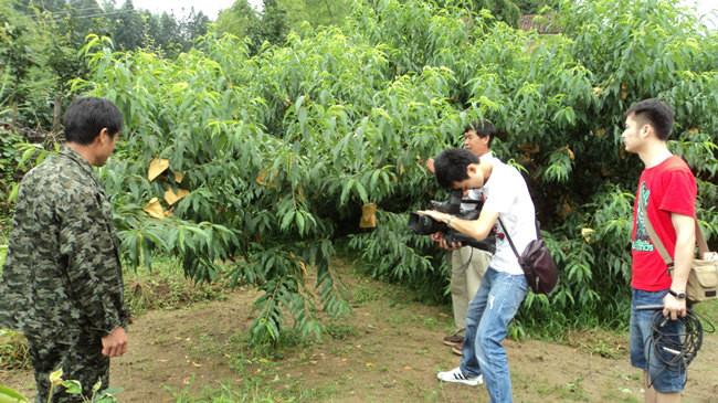 供應桃黃桃黃金桃優(yōu)質水果炎陵黃桃供應