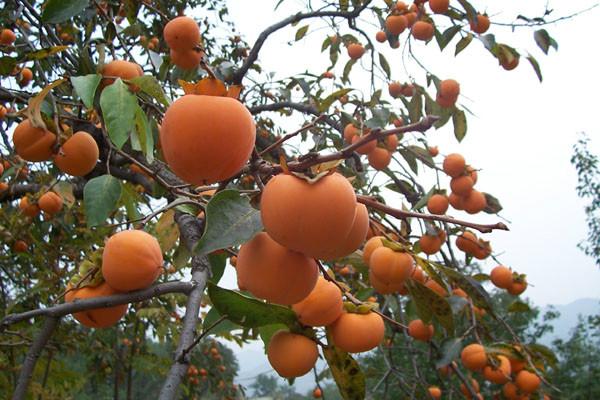 供應(yīng)柿子采摘