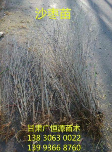 供應(yīng)沙棗樹甘肅沙棗樹苗沙棗樹供應(yīng)商