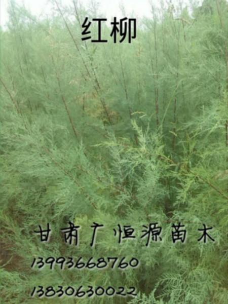 供應(yīng)扦插紅柳扦插紅柳甘肅廣恒源紅柳苗基地
