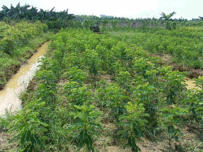 供應(yīng)嵊州新昌黃槐小苗現(xiàn)貨供應(yīng)，黃槐小苗價格