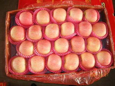 供應(yīng)全國各地蘋果