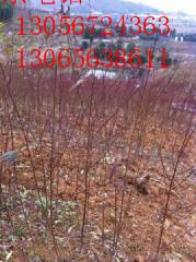 水蜜桃苗價錢圖片