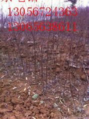 奉化水蜜桃苗種植基地圖片