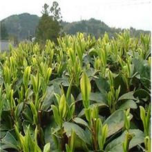 供應(yīng)東山洞庭山碧螺春售價_東山洞庭山碧螺春_蘇州洞庭山碧螺春_東山碧螺春批發(fā)_東山碧螺春經(jīng)銷商_東山碧螺春品牌