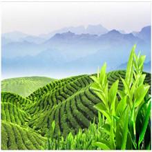 供應(yīng)喝碧螺春茶哪家*_蘇州東山喝碧螺春茶哪家*_喝碧螺春茶供貨商