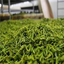 供應(yīng)蘇州*碧螺春品牌_蘇州*碧螺春廠家直銷_蘇州*碧螺春供貨商