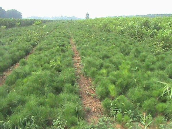 白皮松種植圖片/白皮松種植樣板圖 (3)
