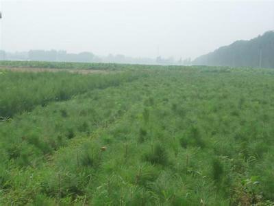 供應(yīng)浙江華山松樹苗，浙江華山松樹苗報(bào)價，浙江華山松樹苗供應(yīng)商