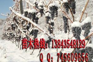 冰紅葡萄苗圖片